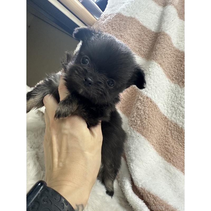 販売中の千葉県のチワワ(ロングコート)-434985の1枚目