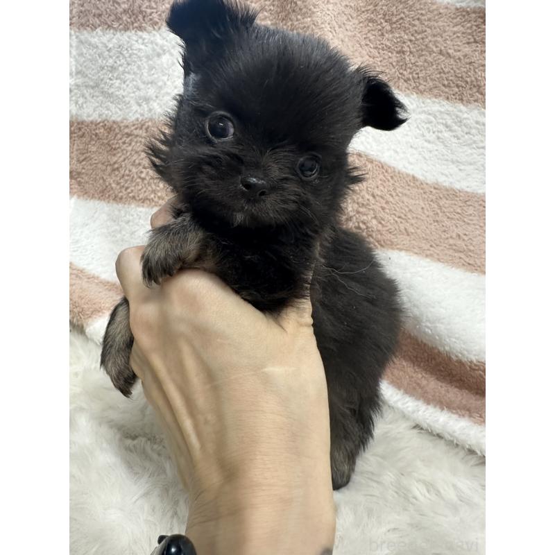 販売中の千葉県のチワワ(ロングコート)-434985の5枚目