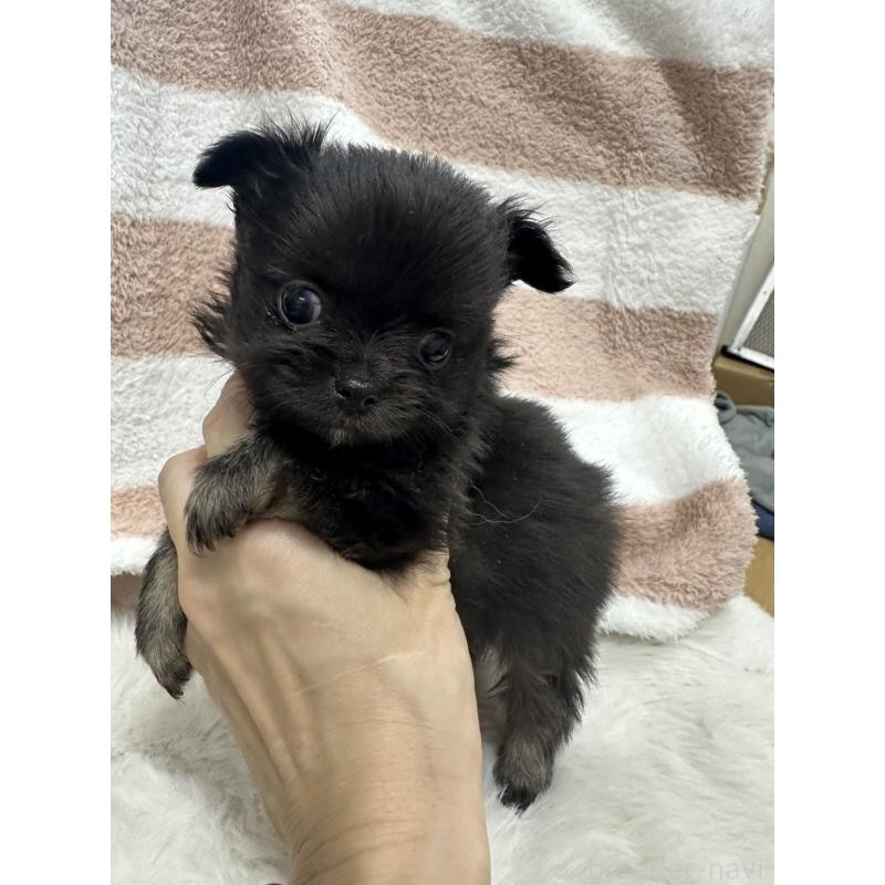 販売中の千葉県のチワワ(ロングコート)-434985の4枚目