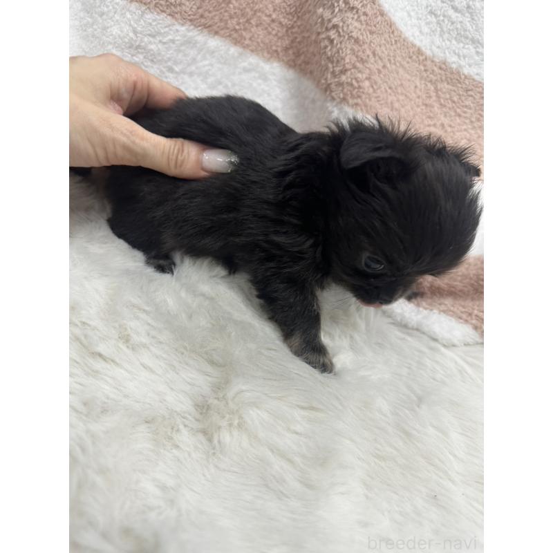 販売中の千葉県のチワワ(ロングコート)-434985の3枚目