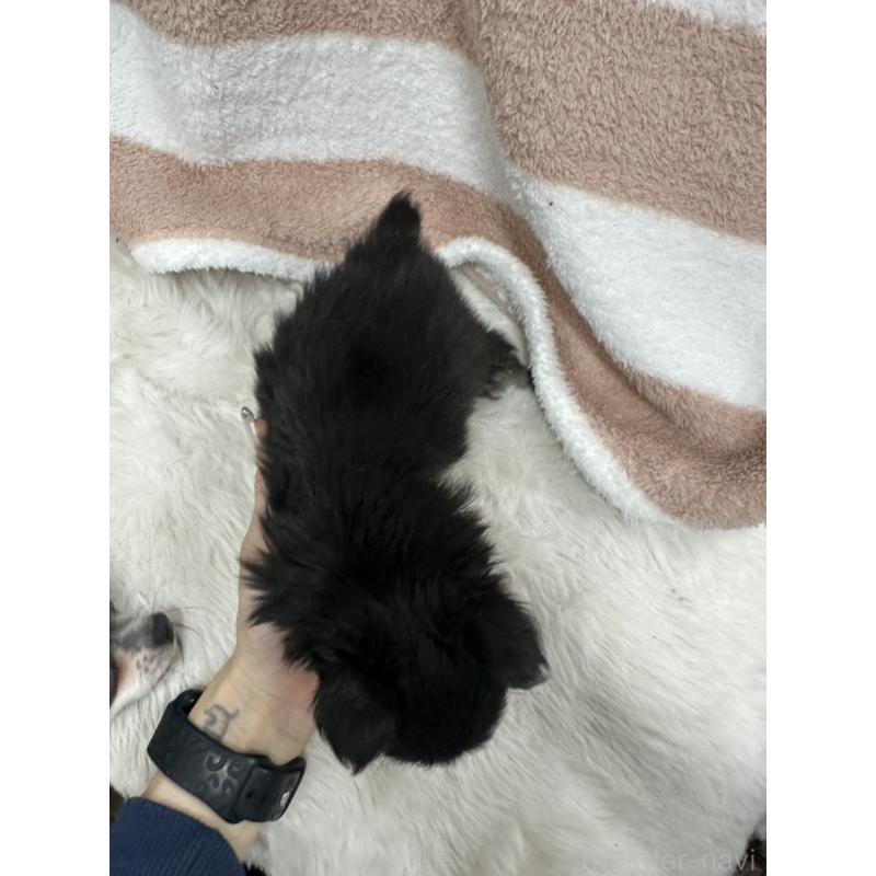 販売中の千葉県のチワワ(ロングコート)-434985の2枚目