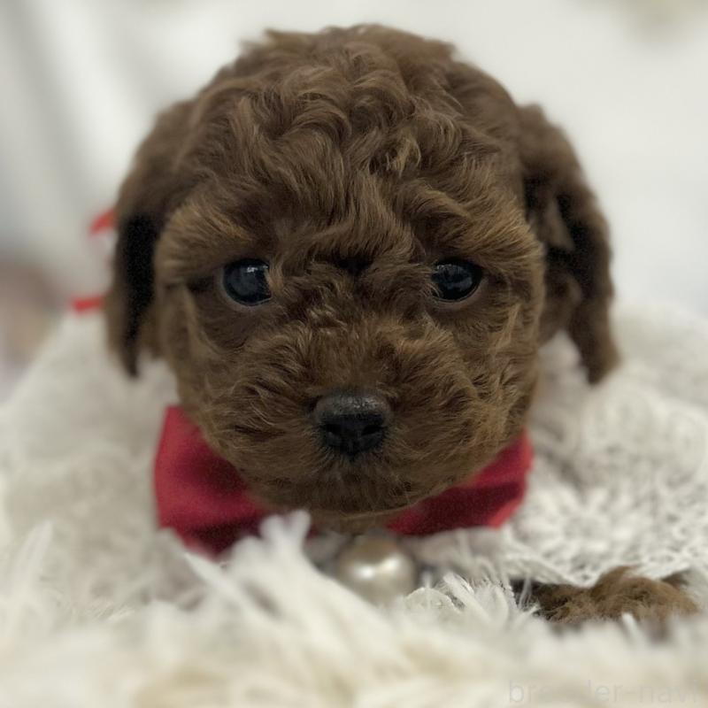 販売中の愛知県のトイプードル-434986