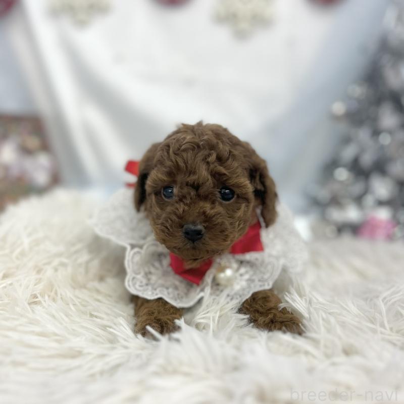 販売中の愛知県のトイプードル-434986の4枚目