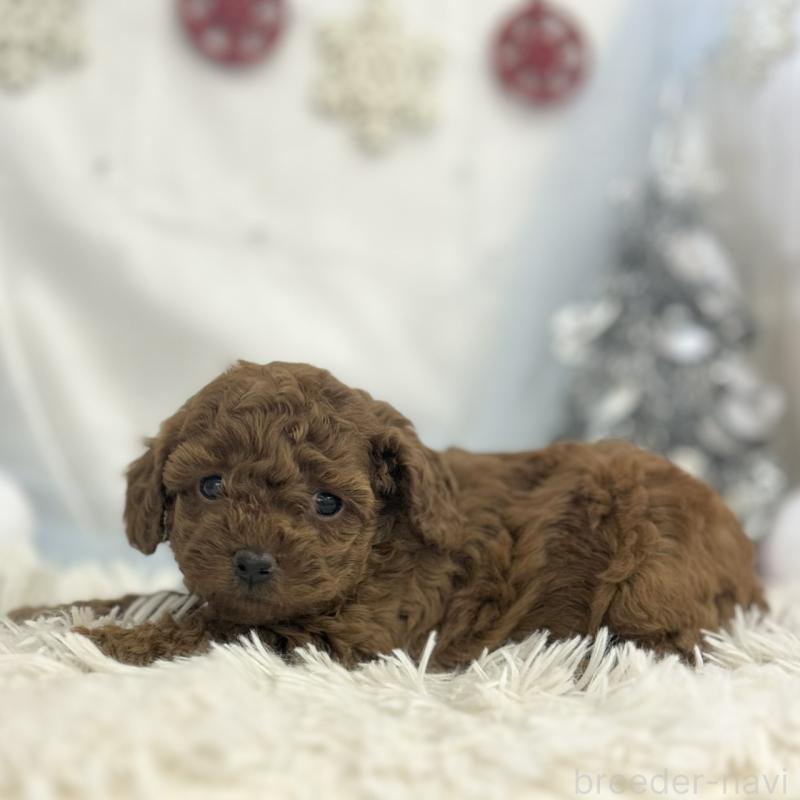 販売中の愛知県のトイプードル-434986の2枚目