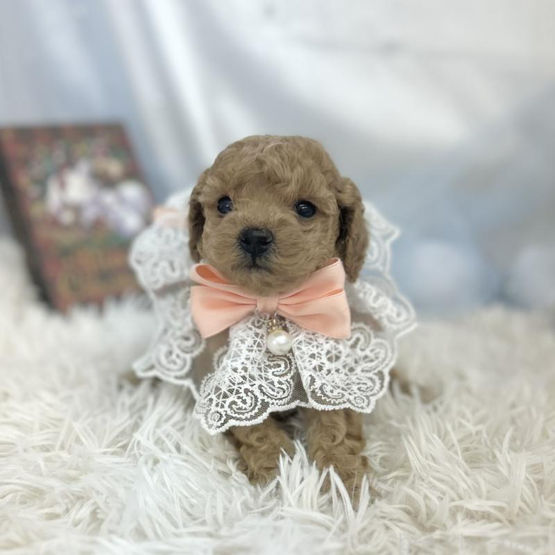 販売中の愛知県のトイプードル-434987の5枚目