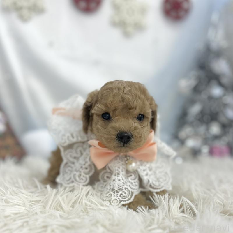 販売中の愛知県のトイプードル-434987の4枚目