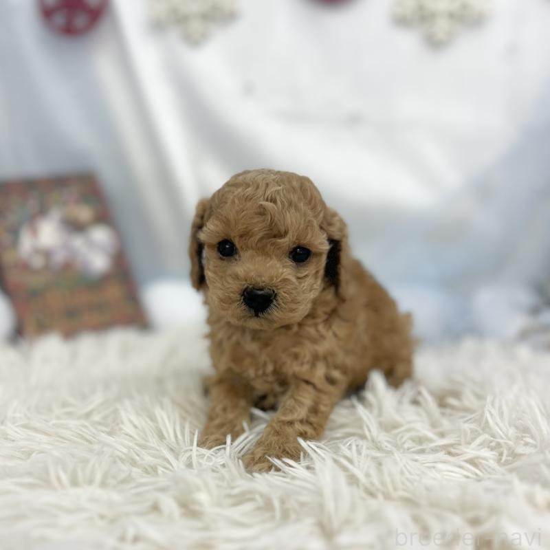 販売中の愛知県のトイプードル-434987の3枚目