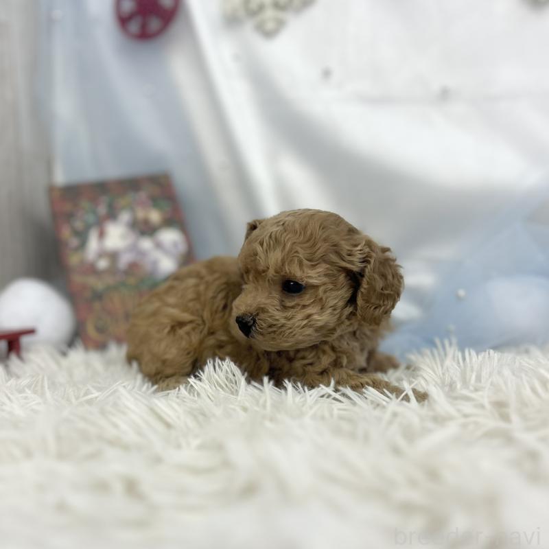 販売中の愛知県のトイプードル-434987の2枚目