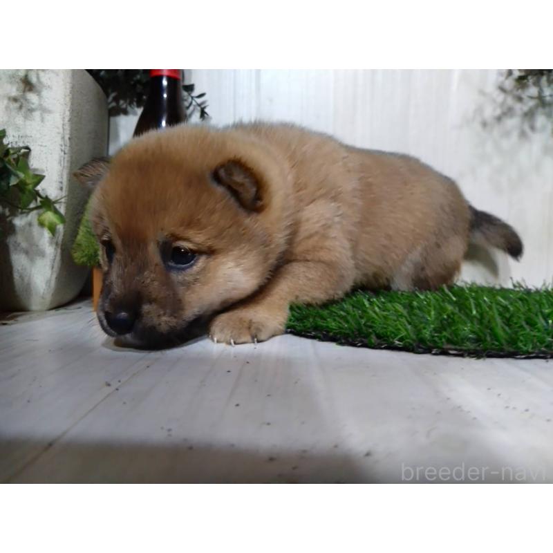 販売中の三重県の柴犬-434988の1枚目