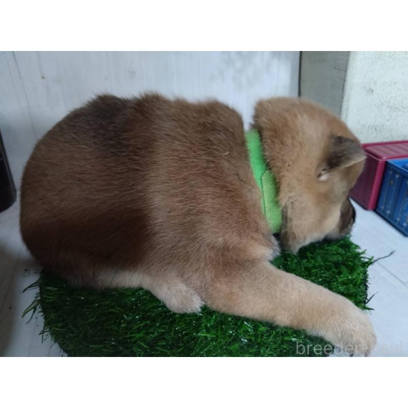 販売中の三重県の柴犬-434988の6枚目