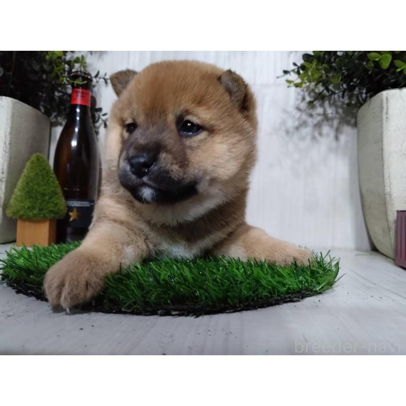 販売中の三重県の柴犬-434988の4枚目