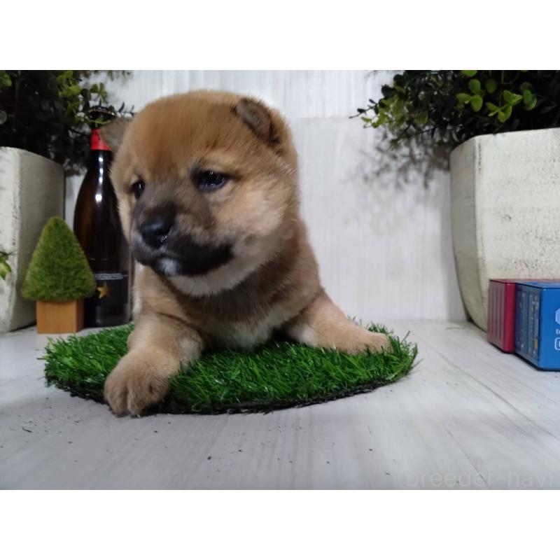 販売中の三重県の柴犬-434988の5枚目