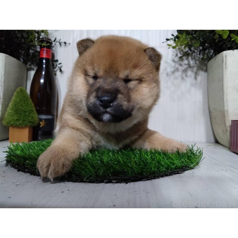 販売中の三重県の柴犬-434988の3枚目