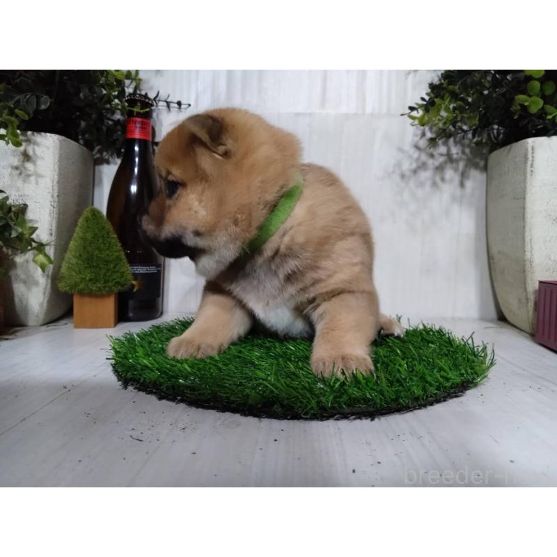 販売中の三重県の柴犬-434988の2枚目