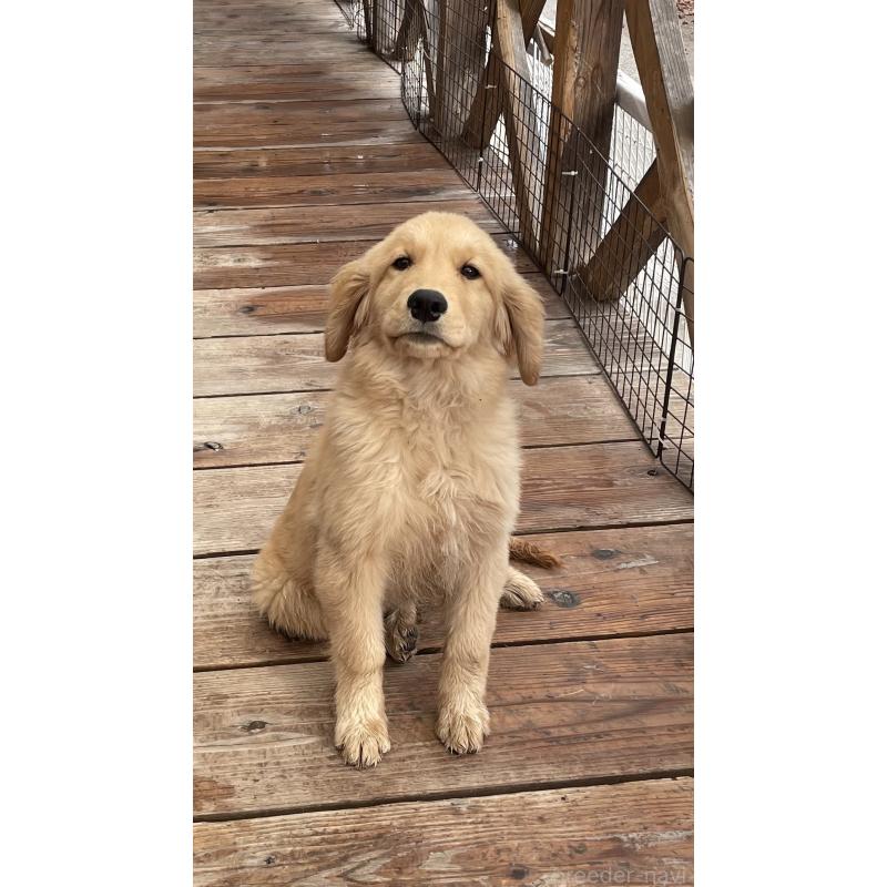 販売中の福岡県のゴールデンレトリーバー-417204