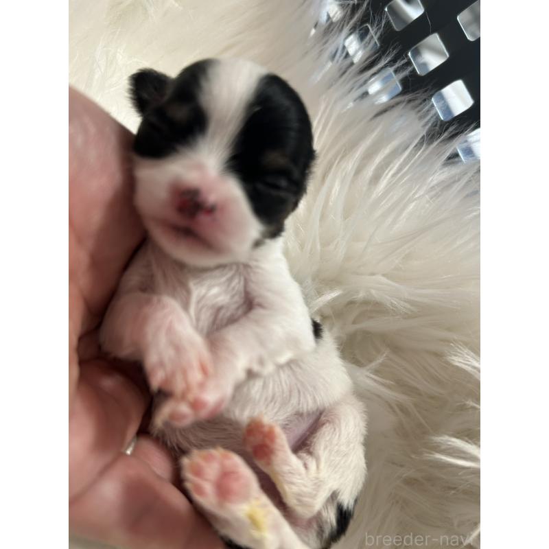 販売中の愛媛県のチワワ(ロングコート)-432255の3枚目