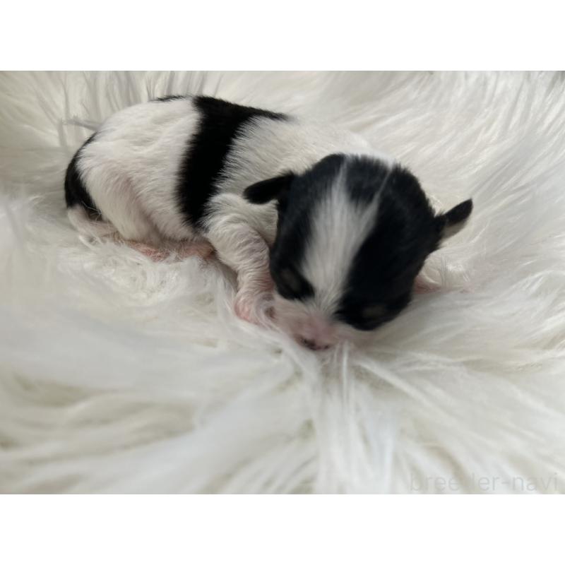 販売中の愛媛県のチワワ(ロングコート)-432255の2枚目