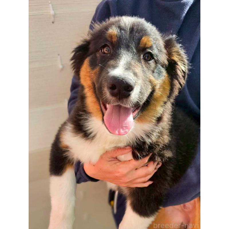 販売中の長野県のオーストラリアンシェパード-413862
