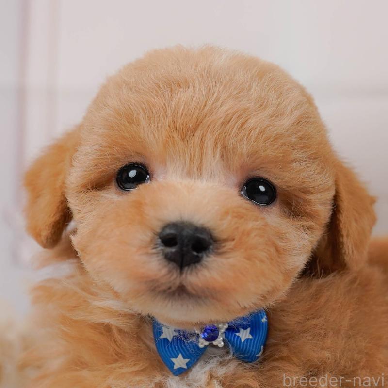 販売中の神奈川県のマルプー:マルチーズ×トイプードル-434995