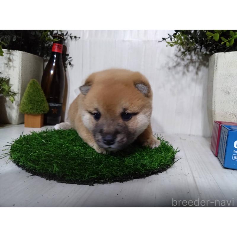 販売中の三重県の柴犬-434993