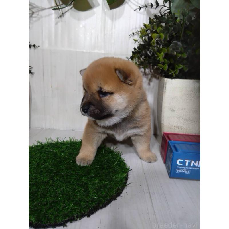 販売中の三重県の柴犬-434993の9枚目