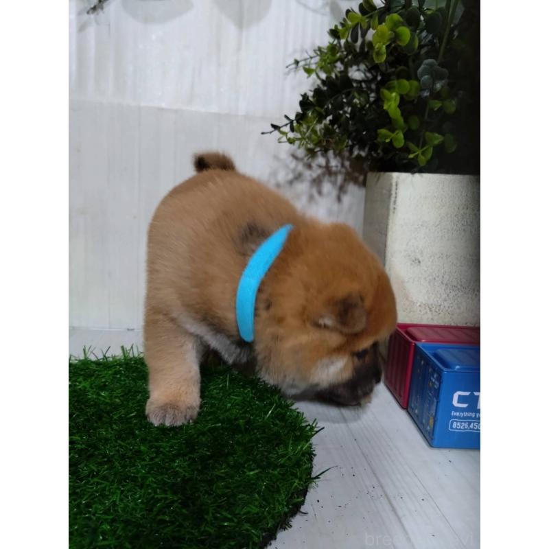 販売中の三重県の柴犬-434993の7枚目