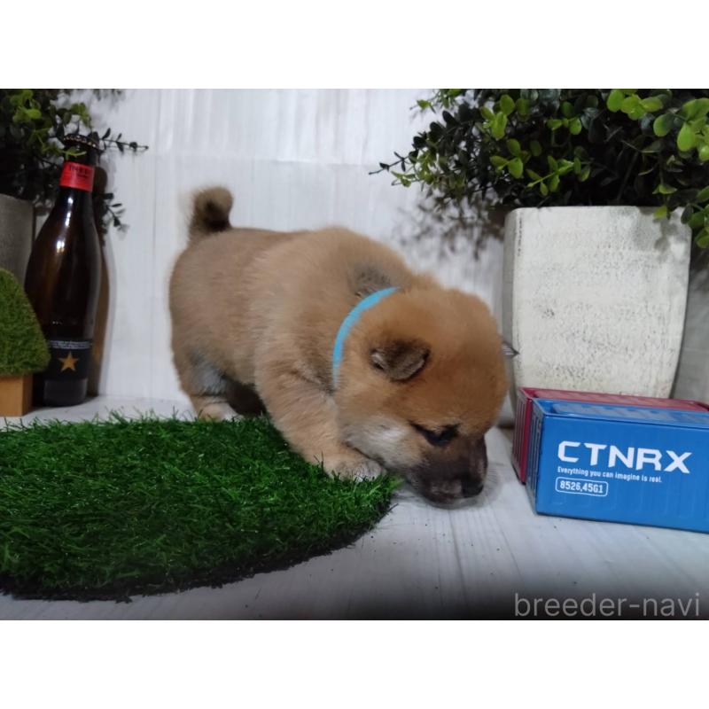 販売中の三重県の柴犬-434993の4枚目