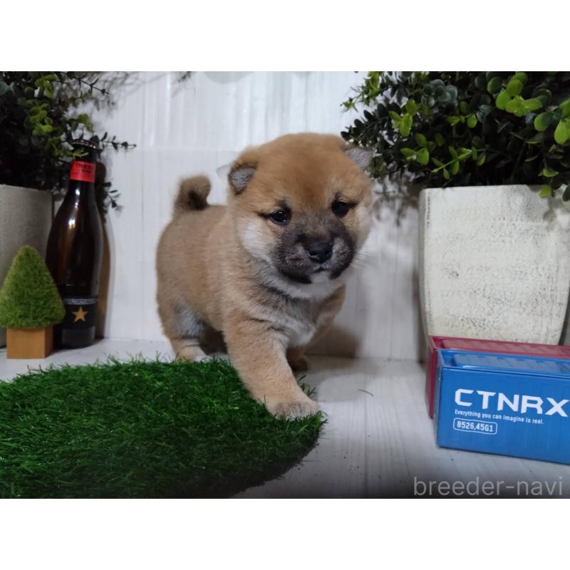 販売中の三重県の柴犬-434993の3枚目