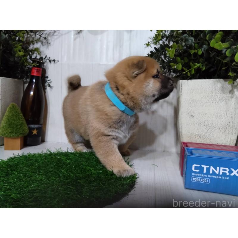 販売中の三重県の柴犬-434993の2枚目