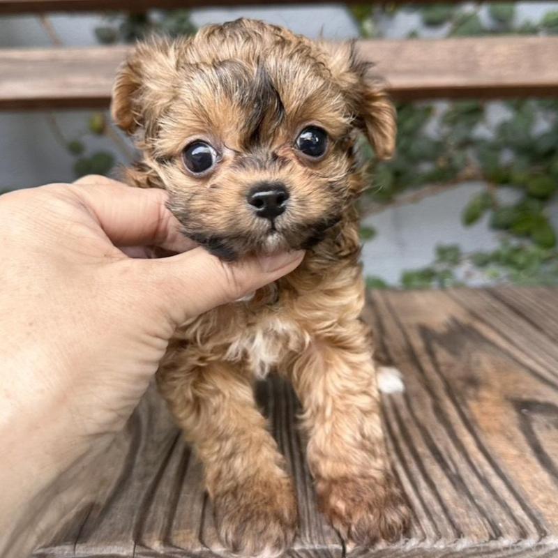 販売中の長崎県のチワプー:チワワ×トイプードル-434994の5枚目