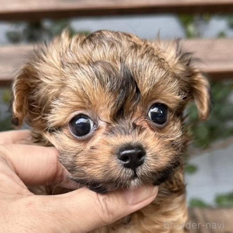 販売中の長崎県のチワプー:チワワ×トイプードル-434994の4枚目