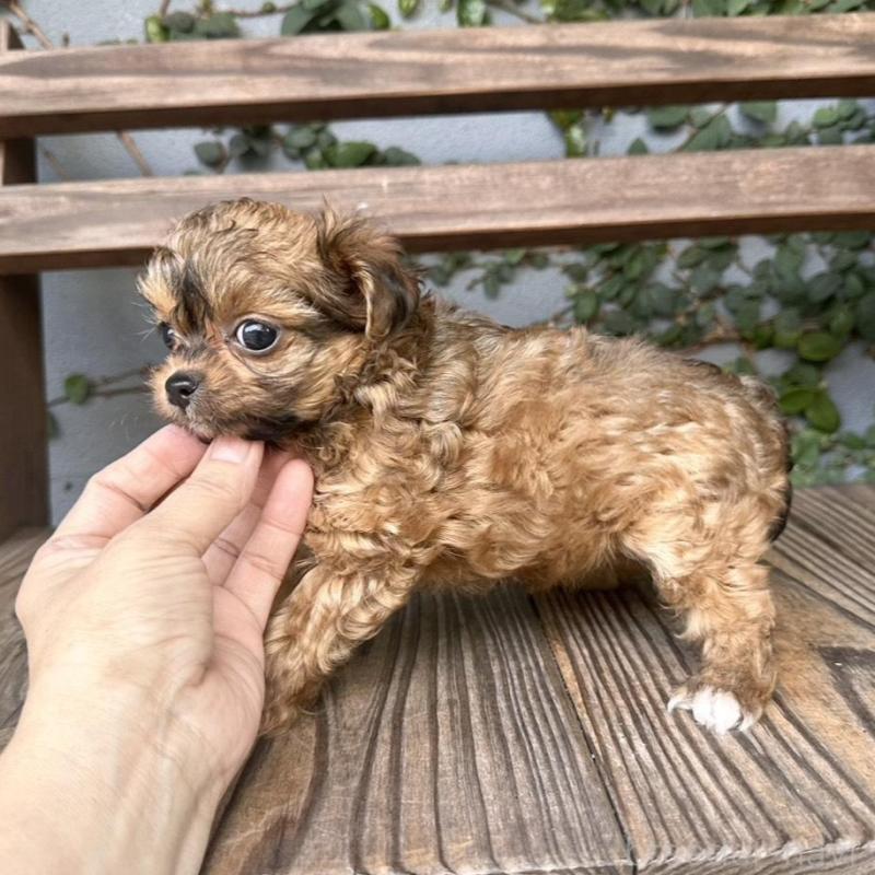 販売中の長崎県のチワプー:チワワ×トイプードル-434994の3枚目