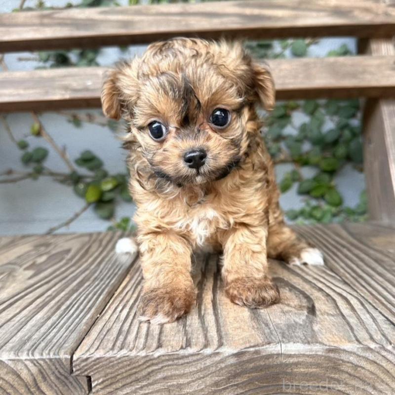 販売中の長崎県のチワプー:チワワ×トイプードル-434994の1枚目