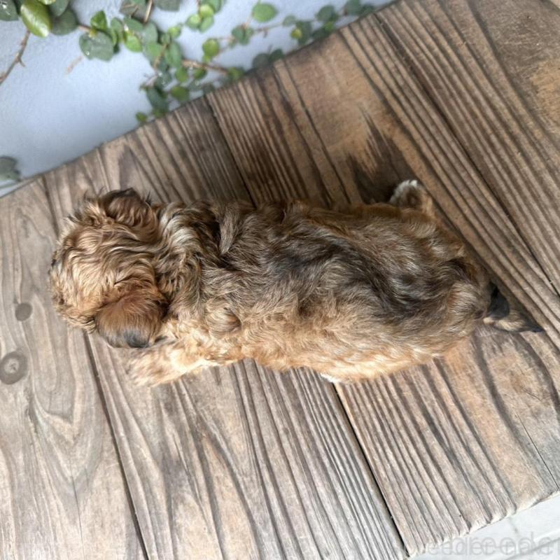 販売中の長崎県のチワプー:チワワ×トイプードル-434994の2枚目