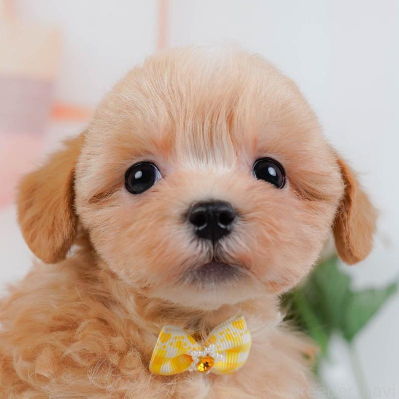 販売中の神奈川県のマルプー:マルチーズ×トイプードル-434997