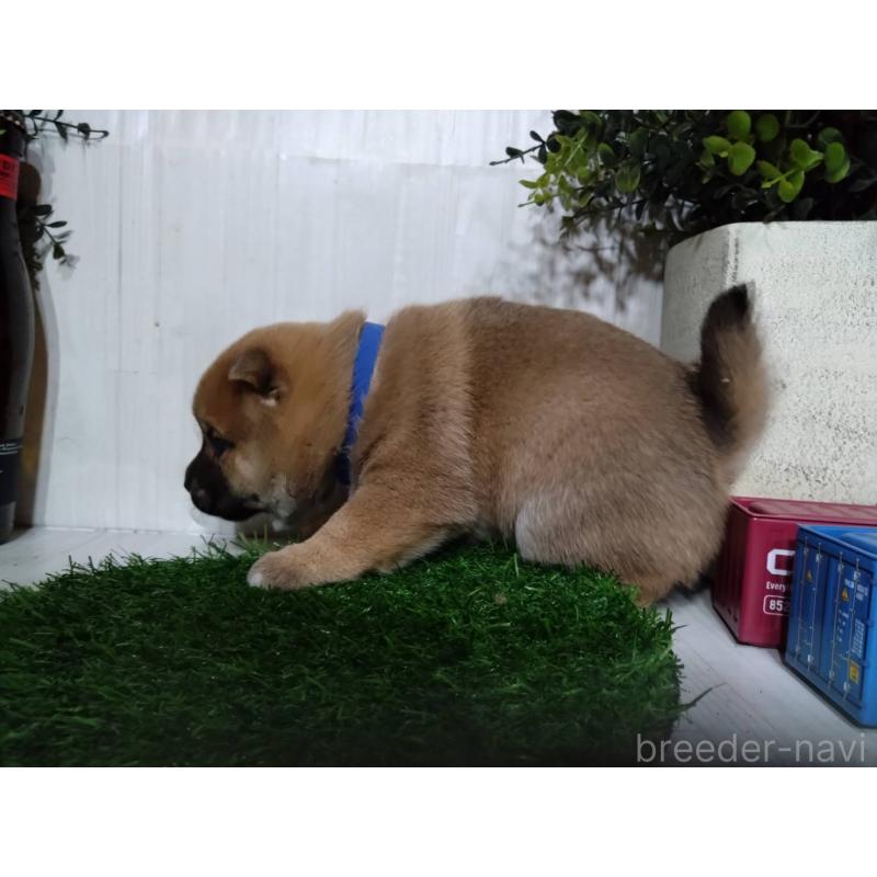 販売中の三重県の柴犬-434996の13枚目