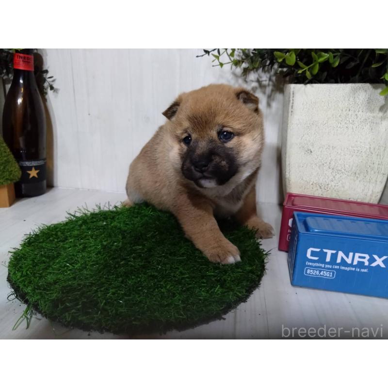 販売中の三重県の柴犬-434996