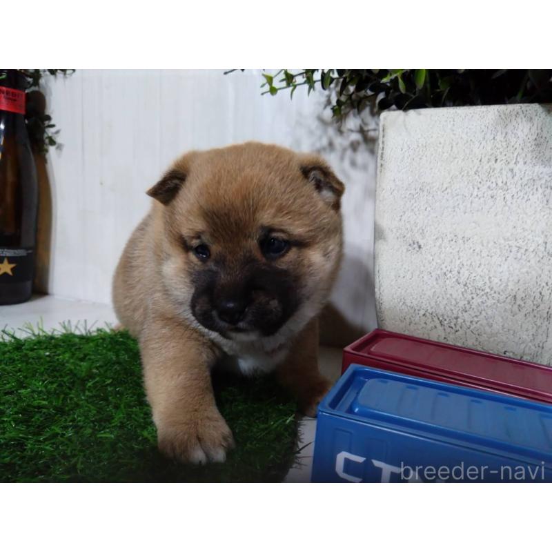 販売中の三重県の柴犬-434996の11枚目