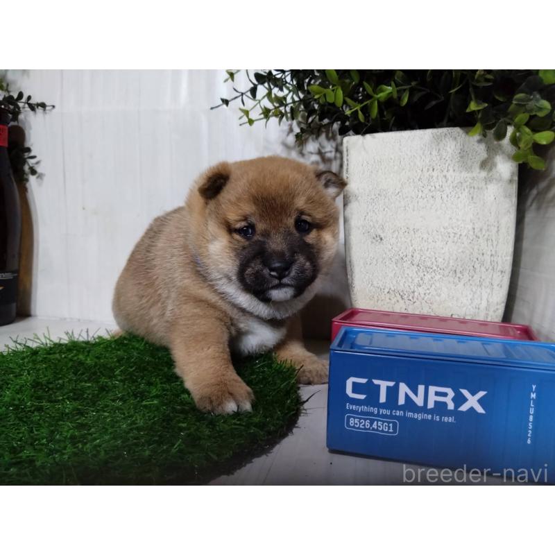 販売中の三重県の柴犬-434996の10枚目