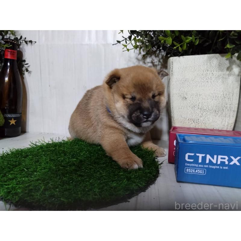 販売中の三重県の柴犬-434996の9枚目