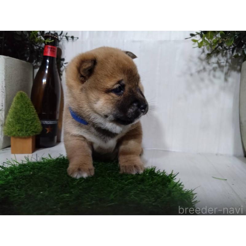 販売中の三重県の柴犬-434996の8枚目