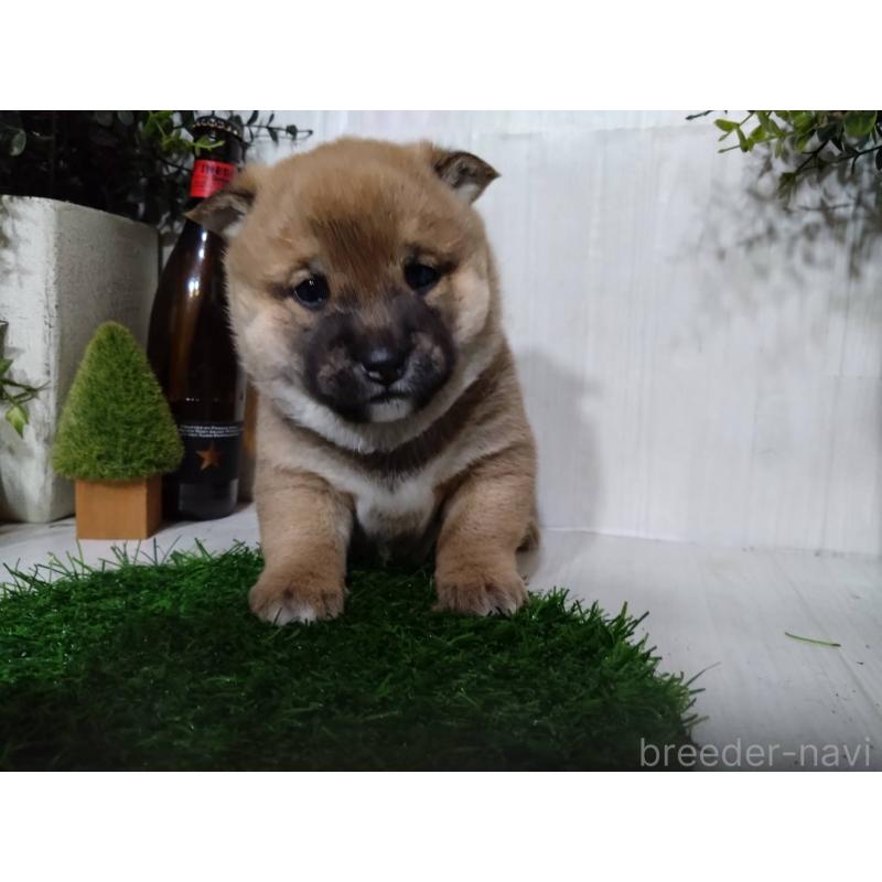 販売中の三重県の柴犬-434996の7枚目