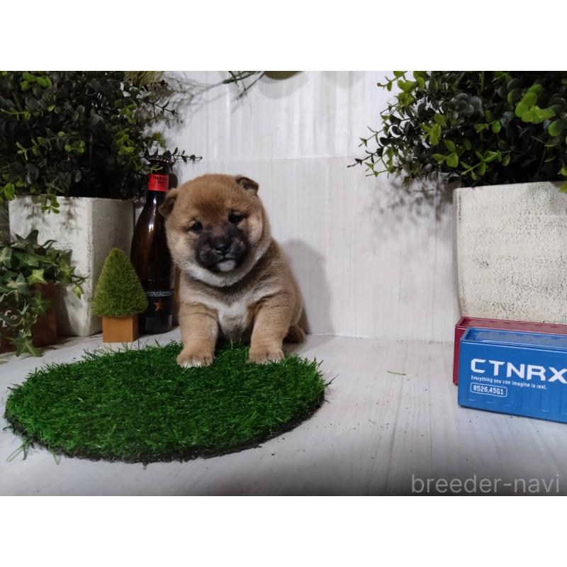 販売中の三重県の柴犬-434996の6枚目