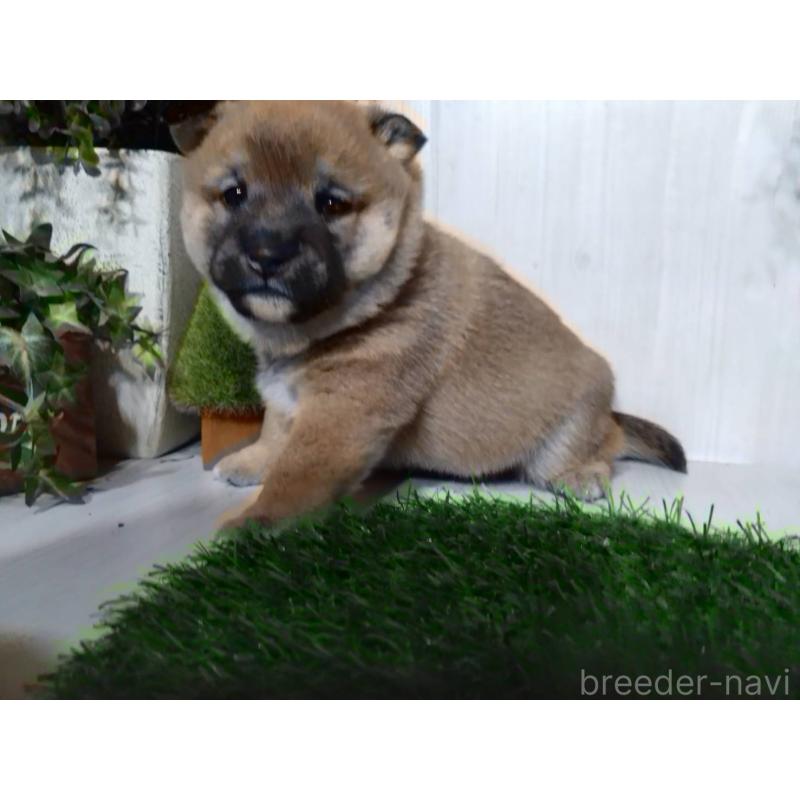 販売中の三重県の柴犬-434996の4枚目