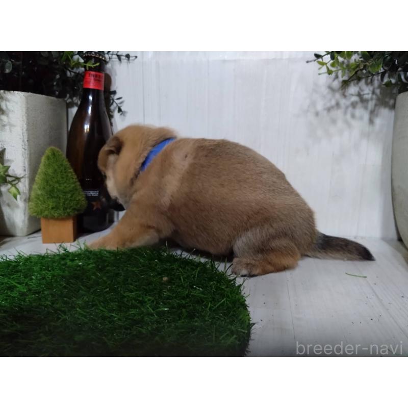 販売中の三重県の柴犬-434996の2枚目