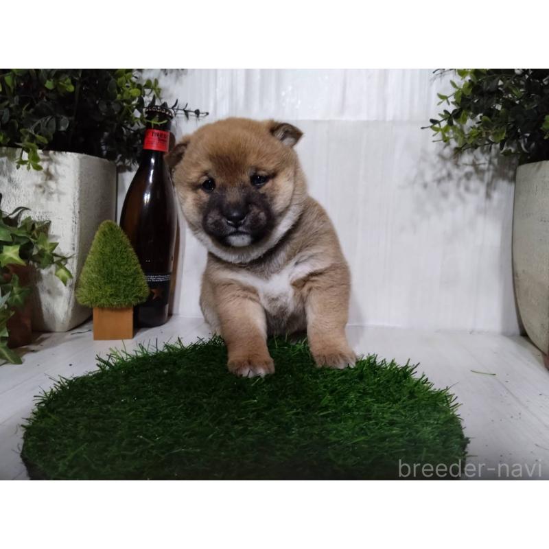 販売中の三重県の柴犬-434996の3枚目