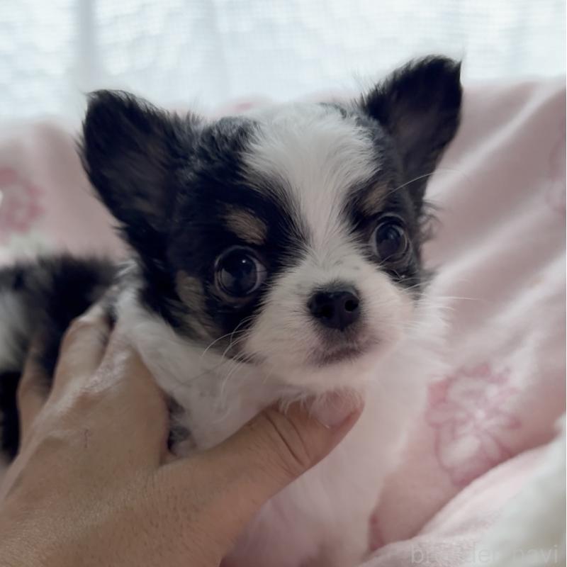 販売中の福岡県のチワワ(ロングコート)-435001の1枚目