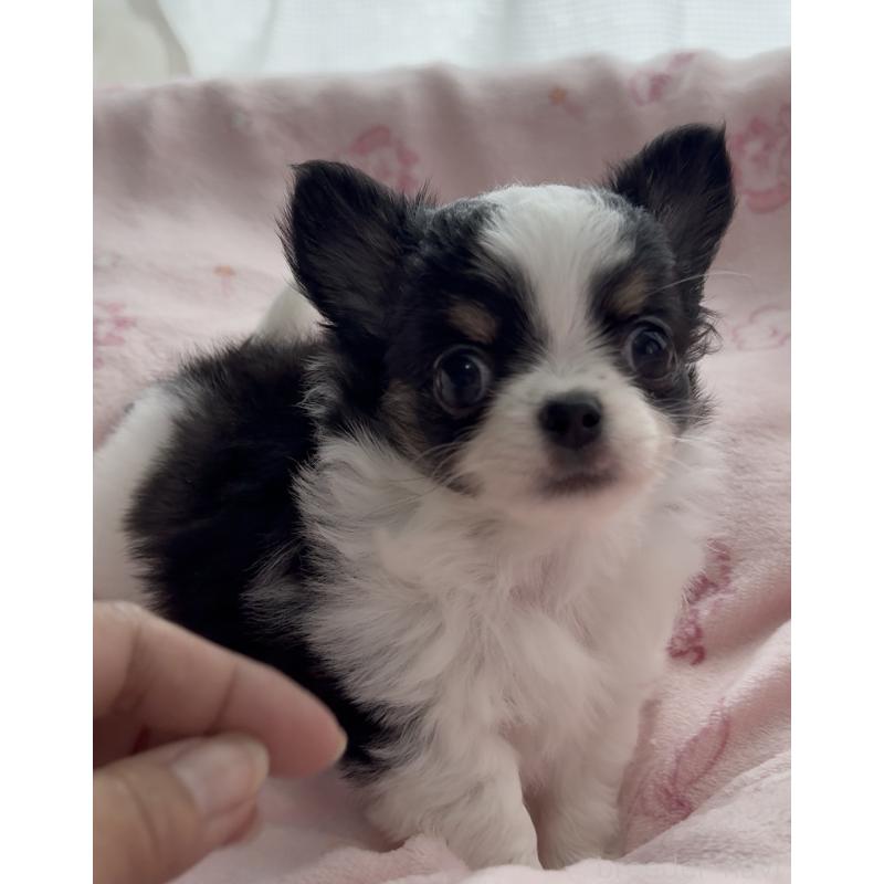 販売中の福岡県のチワワ(ロングコート)-435001の6枚目