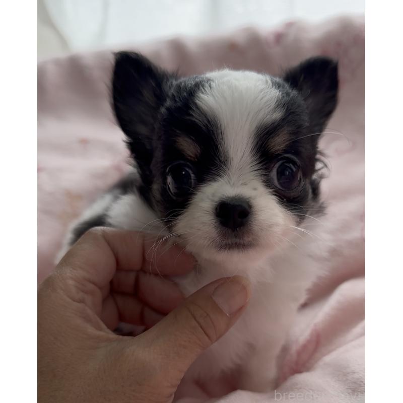 販売中の福岡県のチワワ(ロングコート)-435001の5枚目