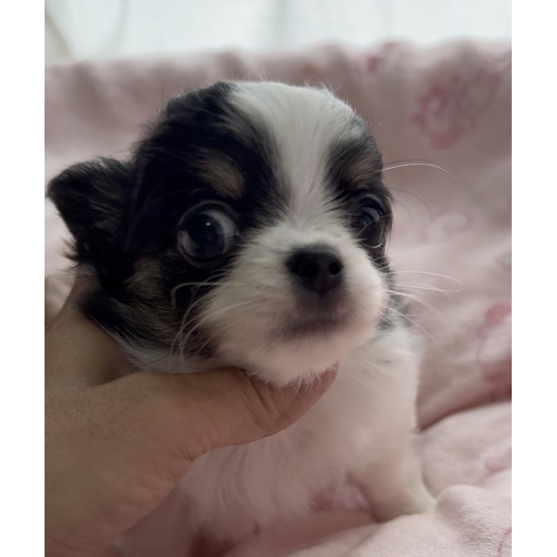 販売中の福岡県のチワワ(ロングコート)-435001の4枚目